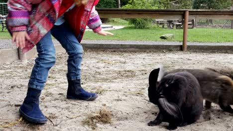 girl interacting with hares on a farm