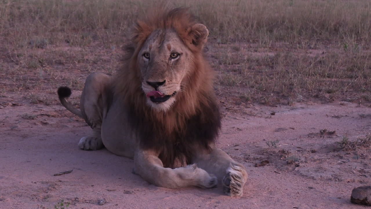 vista de cerca del majestuoso león macho mirando a su alrededor y lamiendo los labios