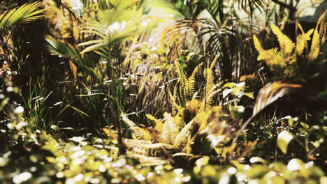 close up jungle grass and plants