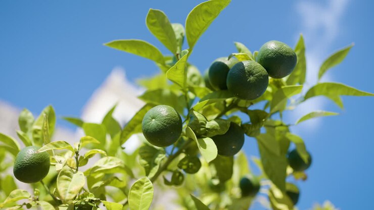 Green Limes on a Tree Branch