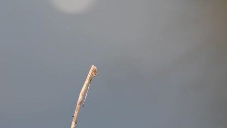 Visto-Mirando-Hacia-La-Derecha-Mientras-Está-Posado-En-Una-Ramita,-Se-Va-Volando-Y-Luego-Regresa