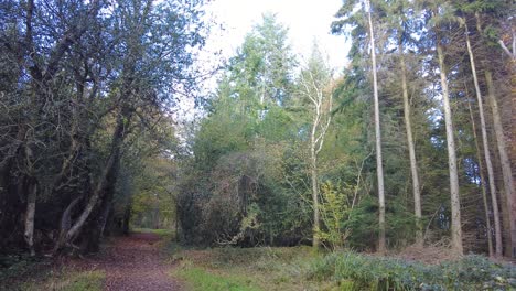 Tiro-Hacia-Abajo-Que-Revela-Un-Camino-A-Través-Del-Bosque-Arbolado-Filmado-En-El-Bosque-Ashclyst-Devon,-Inglaterra