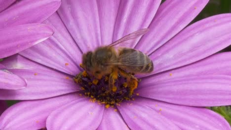 a bee covered in pollen on a lilac flower before flying off close up