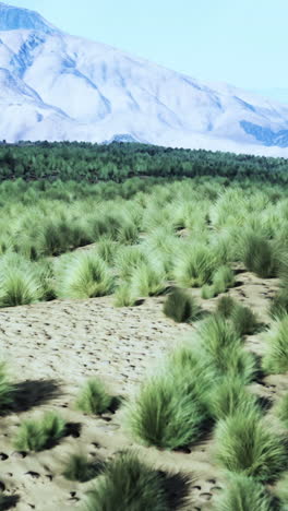 desert grassland with mountains