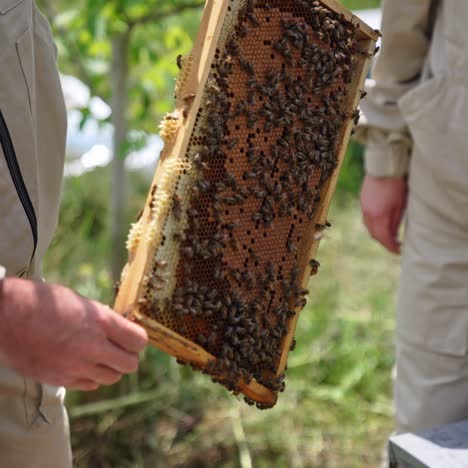 teamwork of beekeepers. apiarist taking out frame full of bees from a hive and showing it on camera. beekeepers working on a bee farm. close-up