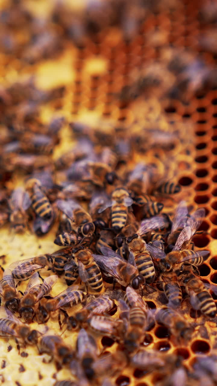Insects natural honey making. Close up view of honeybee harvesting apiary. Vertical video