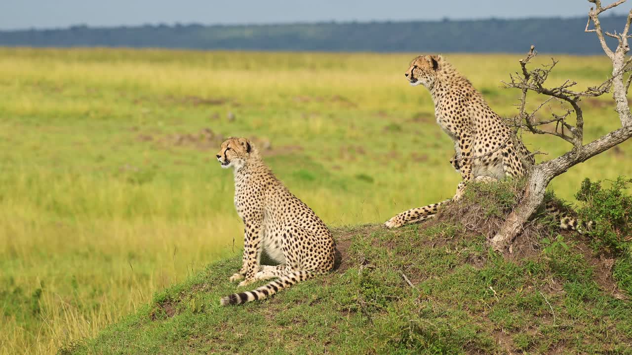 African Wildlife Of Cheetah Family In Africa, Cheetah On Termite Mound In  Masai Mara, Kenya Safari Animals In Maasai Mara Savanna Landscape Scenery,  Sitting And Looking Around Free Stock Video Footage Download