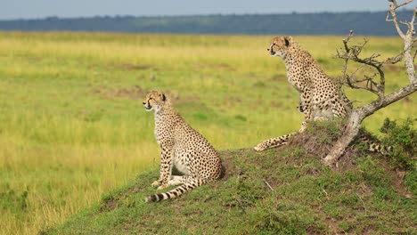vida silvestre africana de la familia del guepardo en áfrica, guepardo en el montículo de termitas en masai mara, kenia animales de safari en masai mara paisaje de sabana, sentado y mirando a su alrededor
