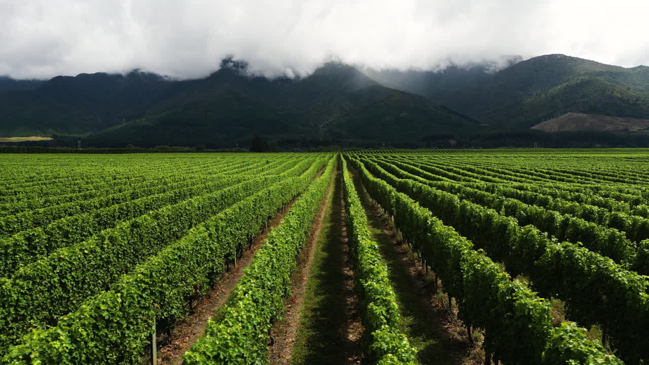 Ripresa cinematografica con carrello di vigneti sani nel nord dell'Isola del Sud, Nuova Zelanda.