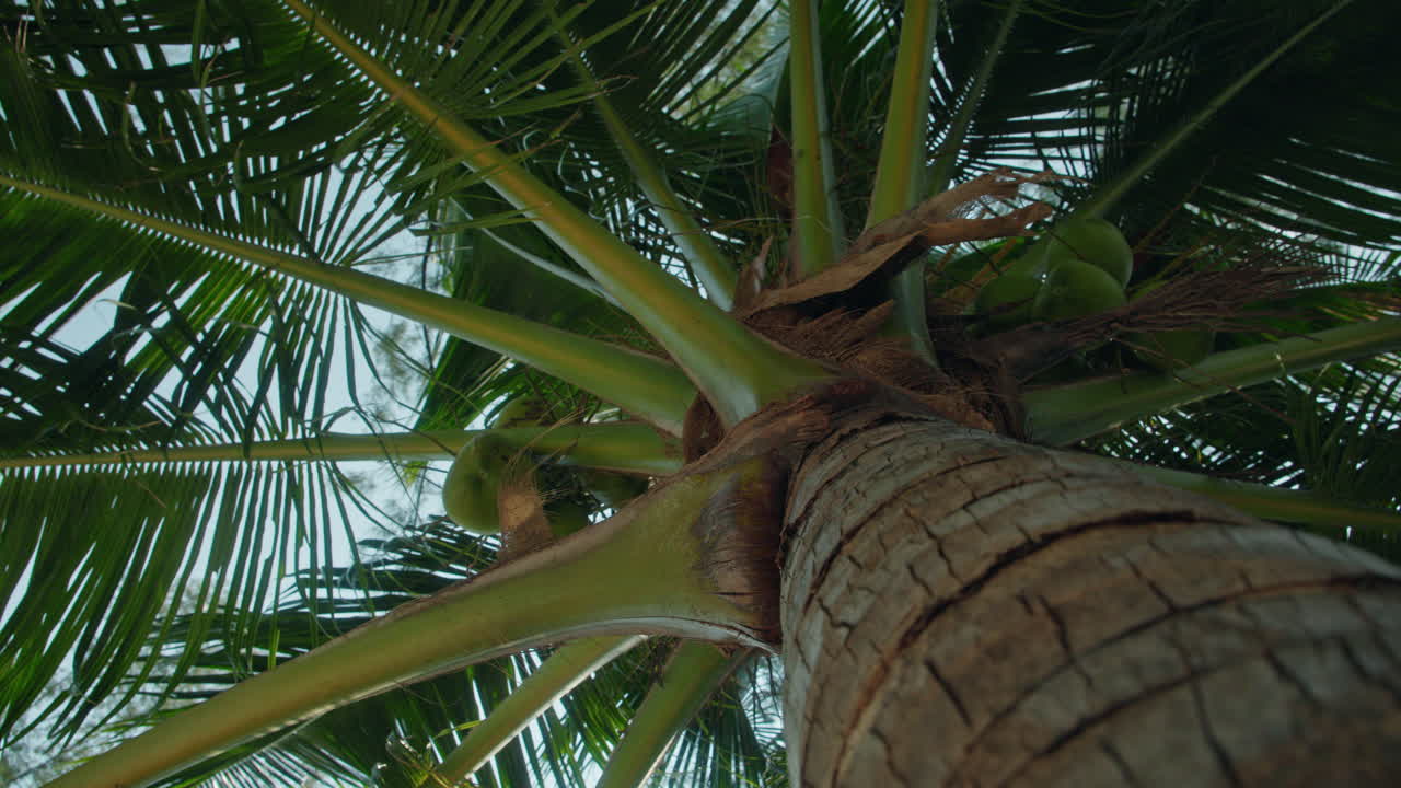 Palm Tree with Coconuts