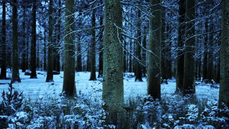 snowy winter forest at night