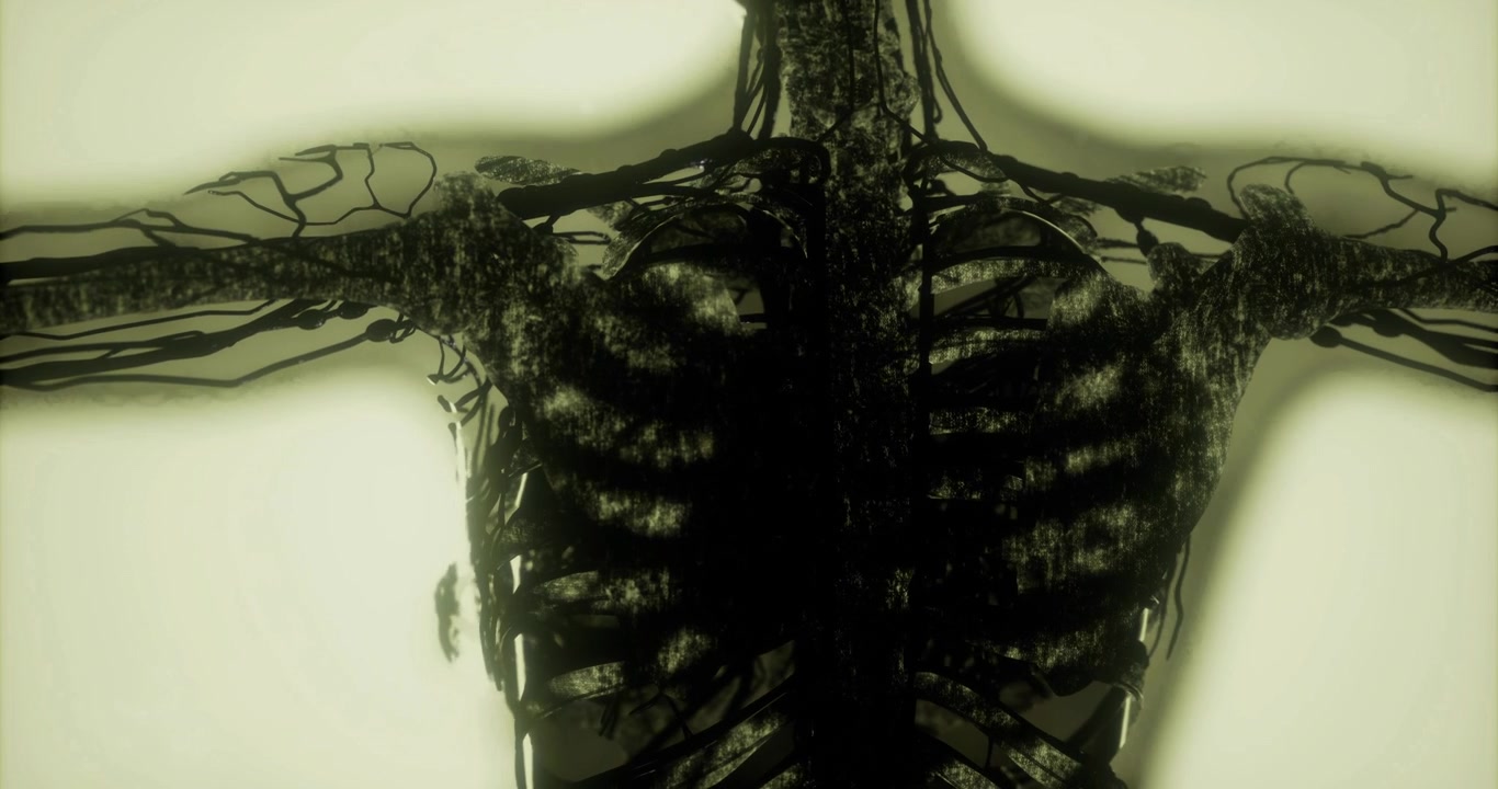 Illustrazione dettagliata dell'anatomia dello scheletro umano dalla vista posteriore.