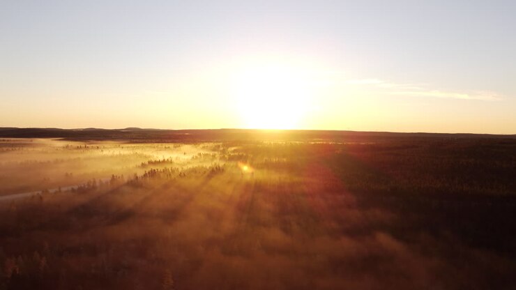 Rayos de sol en la niebla matutina y pino en Eeyou Istchee Baie-James Quebec Canadá.