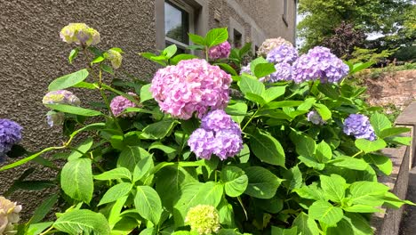 vibrant hydrangeas in a sunny scottish garden