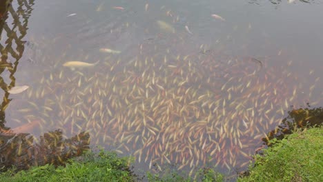 koi fishes swim among the school of nile tilapia, carps and goldfish in the see through water pond