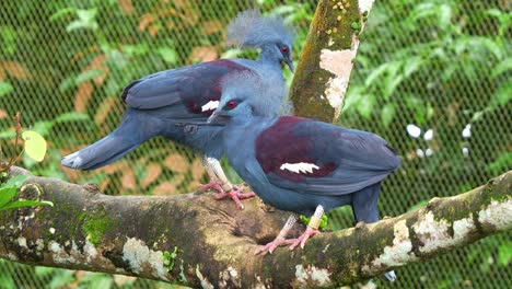 a pair of western crowned pigeon, goura cristata, perched on tree branch in the wildlife enclosure, close up shot