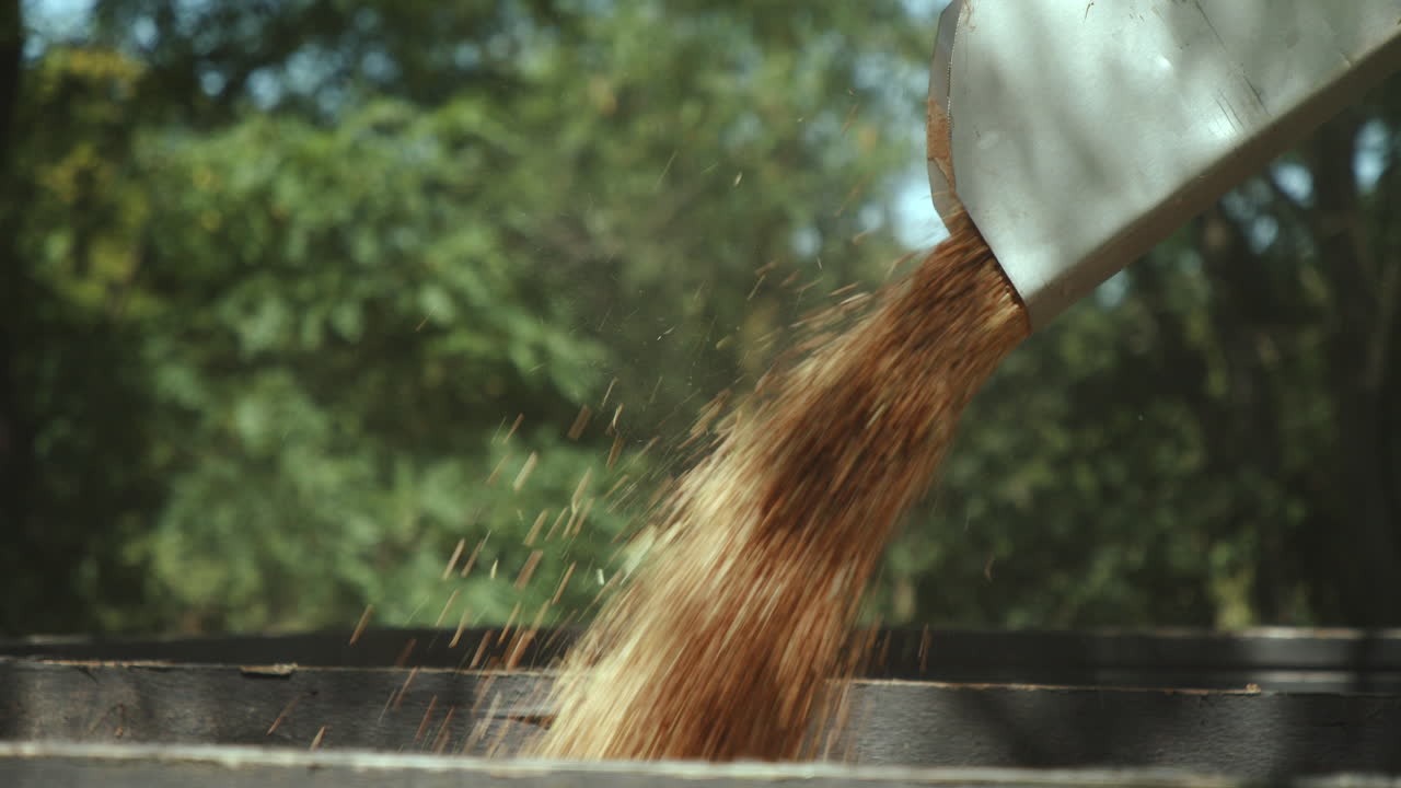 트레일러에 쏟아지는 보리 곡물의 클로즈업