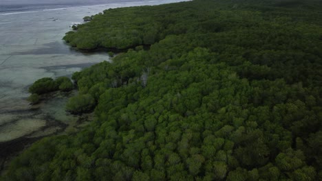 Luftaufnahme-Der-Mangroven-Von-Nusa-Lembongan-Entlang-Der-Küste-In-Bali,-Indonesien
