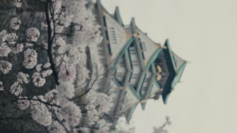 vertical - racking focus on cherry blossoms and osaka castle in spring in osaka, japan