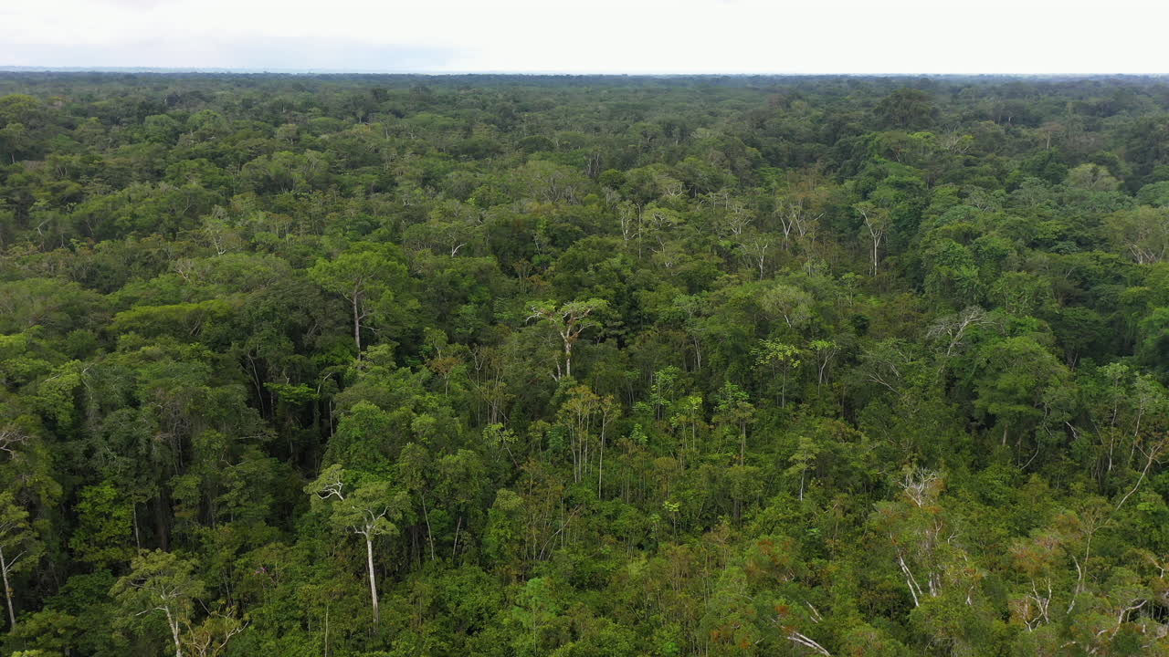 toma de drones de exuberantes bosques verdes y árboles en la selva amazónica en perú