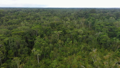 drone shot of lush green forest and trees in the amazon rainforest in peru