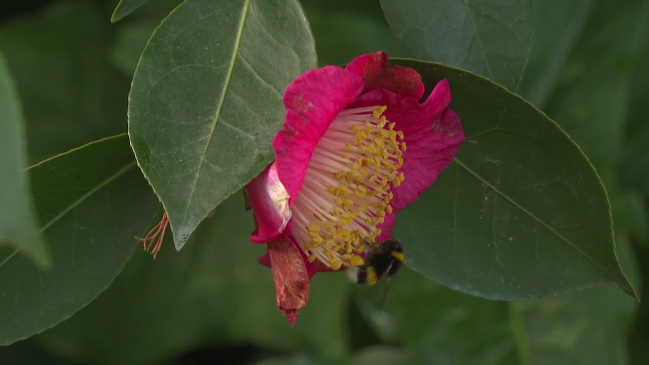 Close-up of a Pink Camellia Flower with Bee