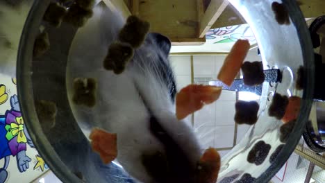 domesticado curioso zorro curioso como el cuidado del perro nariz cerca de la cámara en el zoológico de contacto. cuenco con fondo transparente. zorro come zanahorias, comida seca, toma suavemente la comida por la boca. zorro comiendo. vista de bajo ángulo