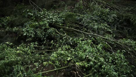 Troncos-Delgados-Agrietados-Y-Basura-Caída-En-La-Ladera-Del-Bosque-Debido-A-La-Operación-De-Tala-Rasa