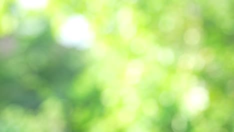 hermoso jardín natural verde fondo borroso, borroso verde bokeh luz jardín natural al aire libre, 4k.