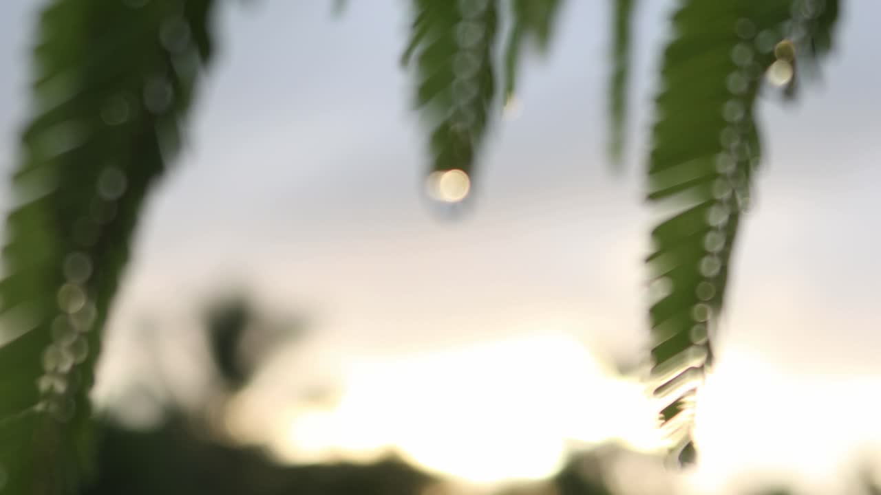 비가 내린 후 세 잎, 배경에 멋진 일몰 색상