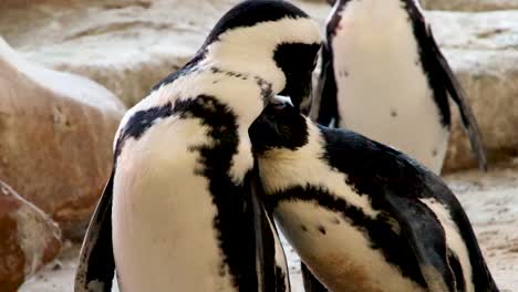 two jackass penguins grooming each other, close up view