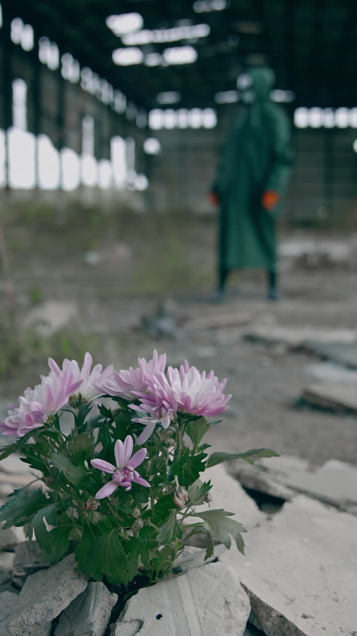 Beautiful flowers grow in abandoned place. Bunch of flowers in stones on the background of a man in protective suit in ruined place. Environment in danger. Vertical video