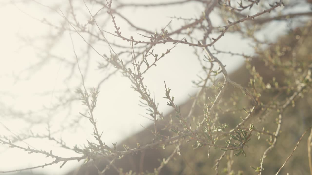 부시 렌즈 사막 플레어