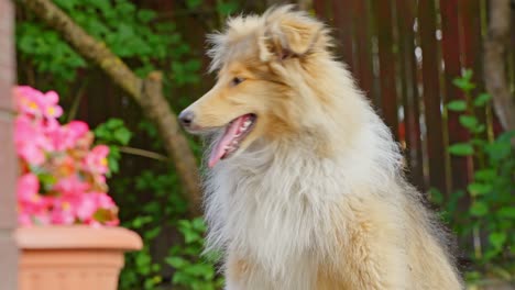 primer plano de un cachorro de collie observador y dulce y rudo