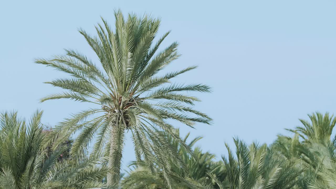 Holiday Palm in Focus. Blue sky