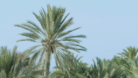 Holiday-Palm-in-Focus.-Blue-sky