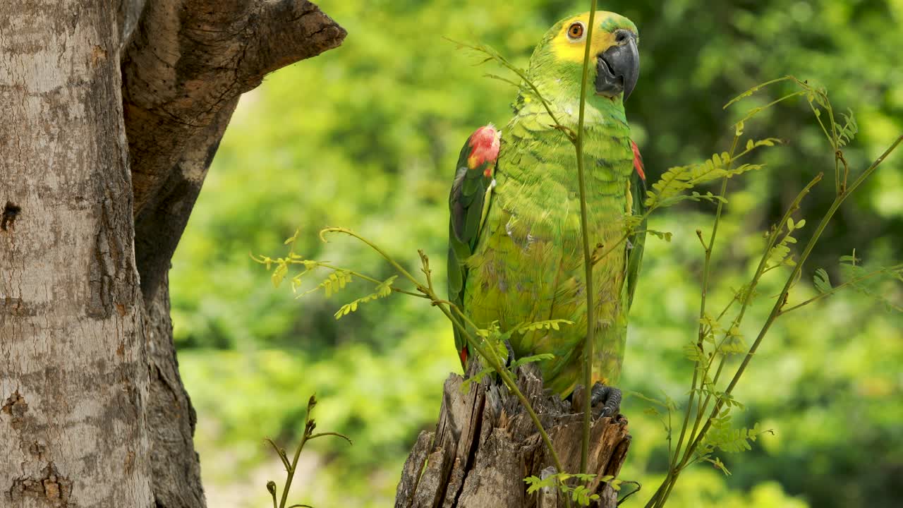 4k footage of a green, yellow and blue Macaw parrot