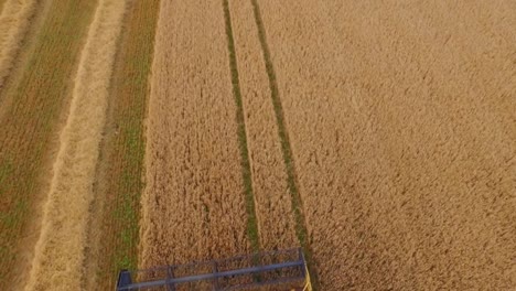 Drone-footage-of-golden-fields-and-combine-harvester