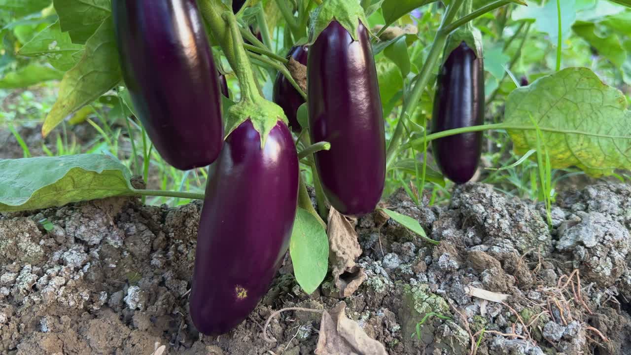 Closeup shot of shiny purple eggplant or brinjal growing in the field