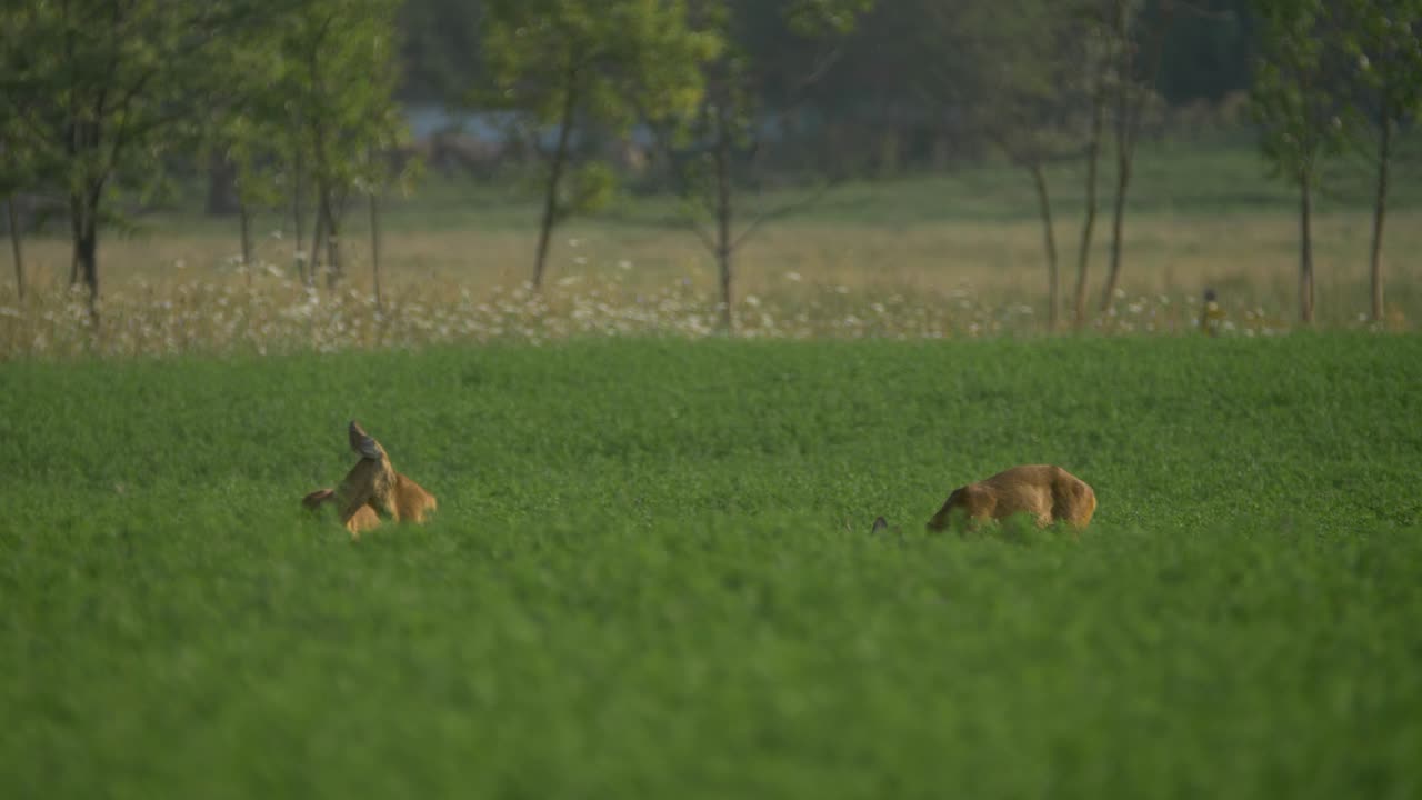 pareja de corzos europeos desayunando en una plantación