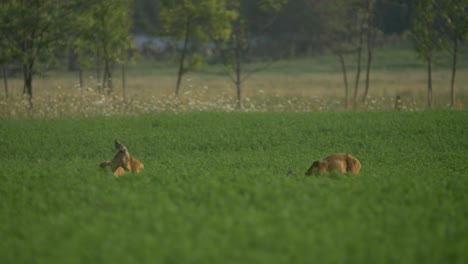 Pareja-De-Corzos-Europeos-Desayunando-En-Una-Plantación