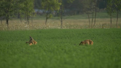 pareja de corzos europeos desayunando en una plantación