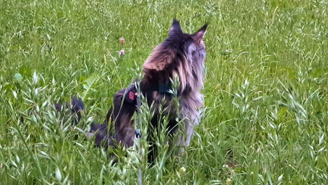 Adult-Maine-Coon-cat-breed-feline-outdoor-with-leash-in-tall-grass,-static-shot