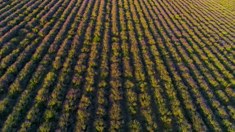 Aerial view of a vast lavender field