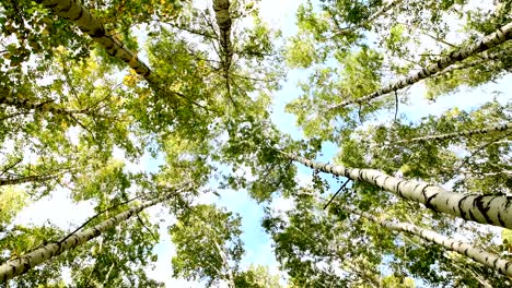 birches sway in the wind in the autumn. bottom view