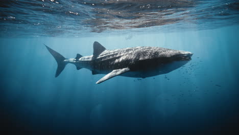 Whale-shark-swims-near-surface-with-school-of-remora-fish-and-beautiful-light-flares