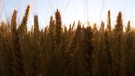 Sonnenschein-Durch-Goldenes-Weizenfeld,-Das-Sich-In-Zeitlupe-Mit-Engem-Fokus-Vom-Wind-Bewegt