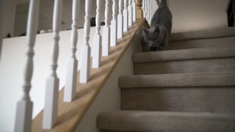 a precious little chartreux munchkin cat hops down the staircase