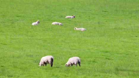 sheep grazing peacefully in a lush field