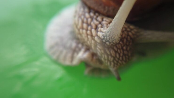 Shooting of a garden snail. Shooting of macro.